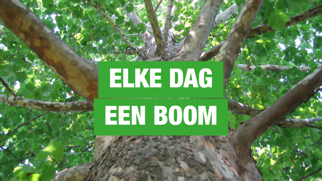 dag_boom