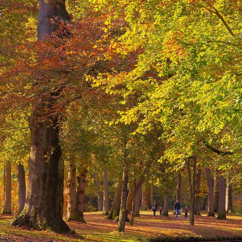 Herfstbomen in het Koningin Emmapark te Baarn