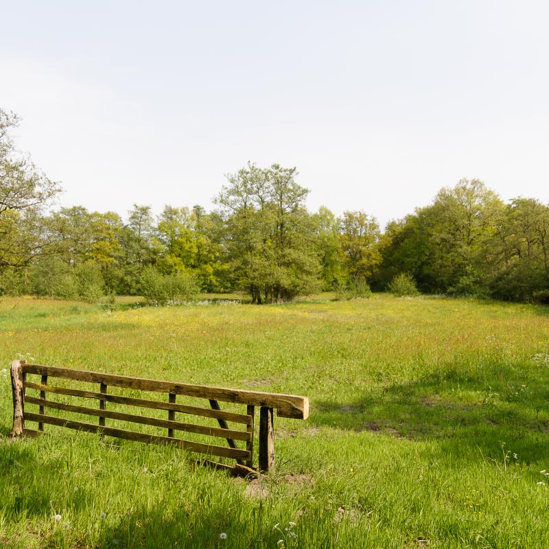 landschap