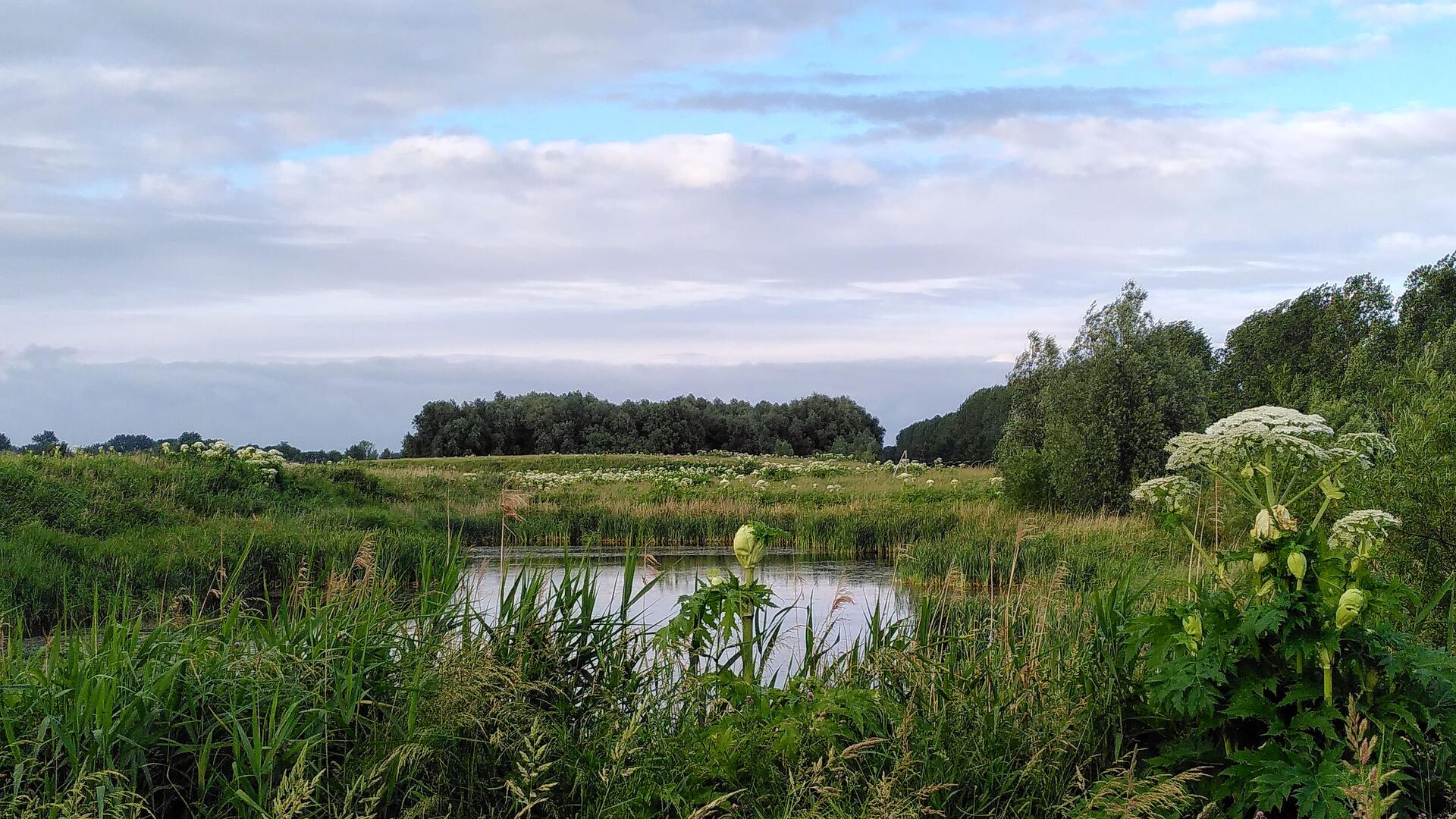 driebondsbos (foto: Wesley Pechler)